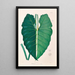 Icones Aroidearum Pl07 - Heinrich Wilhelm Schott — framed artwork on a wall