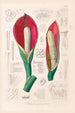 Icones Aroidearum Pl08 - Heinrich Wilhelm Schott — artwork view