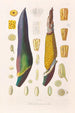 Icones Aroidearum Pl09 - Heinrich Wilhelm Schott — artwork view