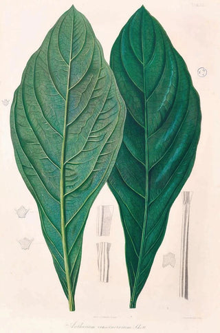 Heinrich Wilhelm Schott - Icones Aroidearum Pl12.webp