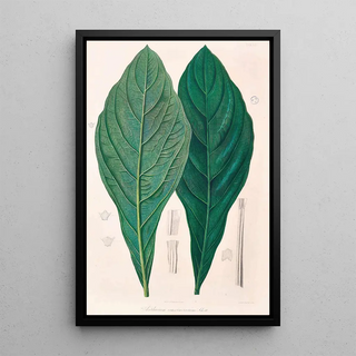 Heinrich Wilhelm Schott - Icones Aroidearum Pl12.webp