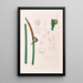 Icones Aroidearum Pl13 - Heinrich Wilhelm Schott — framed artwork on a wall