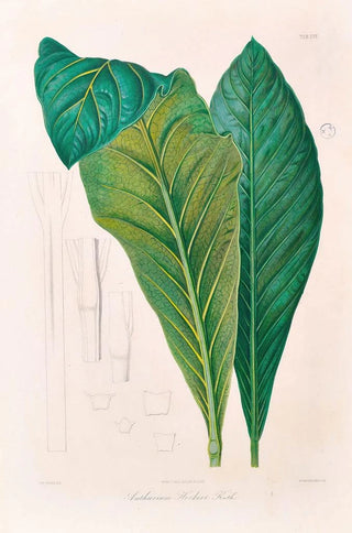 Heinrich Wilhelm Schott - Icones Aroidearum Pl16.webp