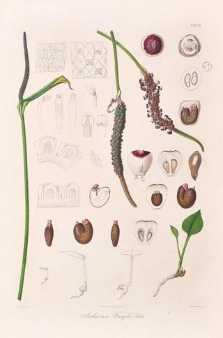Heinrich Wilhelm Schott - Icones Aroidearum Pl20.webp