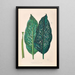 Icones Aroidearum Pl25 - Heinrich Wilhelm Schott — gerahmtes Bild an der Wand