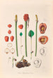 Icones Aroidearum Pl36 - Heinrich Wilhelm Schott — Ansicht des Kunstwerks
