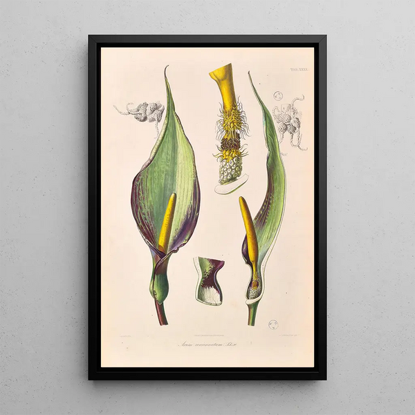 Heinrich Wilhelm Schott - Icones Aroidearum Pl40.webp