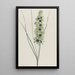 Iris africain Ixia maculata viridis - Hendrik Schwegman — framed artwork on a wall
