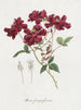Roos cinese Rosa chinensis Jacq - Hendrik Schwegman — vista dell’opera