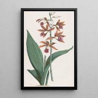 Hendrik Schwegman - Moerasorchidee.webp