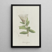 Protea - Hendrik Schwegman — framed artwork on a wall