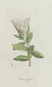 Protea - Hendrik Schwegman — artwork view