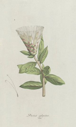 Hendrik Schwegman - Protea.webp