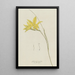 Gladiolus carinatus Aiton - Hendrik Schwegman — framed artwork on a wall