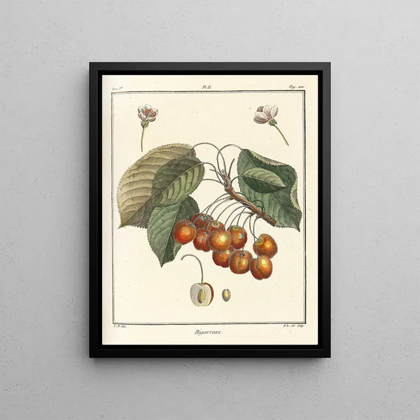 HenriLouis Duhamel du Monceau - Trait des arbres fruitiers Pl13.webp