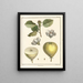 Treatise on Fruit Trees Pl28 - Henri-Louis Duhamel du Monceau — framed artwork on a wall