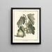 Treatise on Fruit Trees Pl29 - Henri-Louis Duhamel du Monceau — framed artwork on a wall