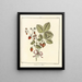 Traité des arbres fruitiers Pl32 - Henri-Louis Duhamel du Monceau — gerahmtes Bild an der Wand