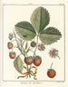 Traité des arbres fruitiers Pl37 - Henri-Louis Duhamel du Monceau — Ansicht des Kunstwerks