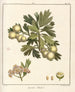 Traité des arbres fruitiers Pl56 - Henri-Louis Duhamel du Monceau — Ansicht des Kunstwerks