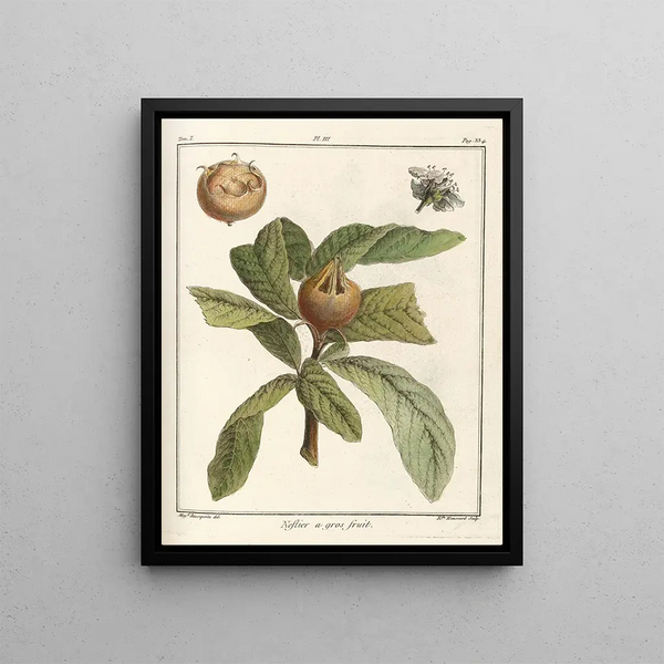 HenriLouis Duhamel du Monceau - Trait des arbres fruitiers Pl58.webp