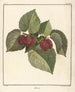 Traité des arbres fruitiers Pl60 - Henri-Louis Duhamel du Monceau — Ansicht des Kunstwerks