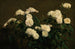 Nature morte di rose bianche - Henri Fantin-Latour — vista dell’opera