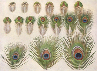 Henrik Gronvold - Evolution of the eyes on a Peacocks Train.webp