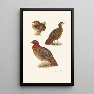 Henrik Gronvold - Tragopan Plumages.webp
