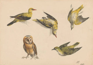 Henritte RonnerKnip - Studies van een uil en twee wielewalen.webp