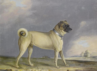 Henry Bernard Chalon - A Pug Dog.webp