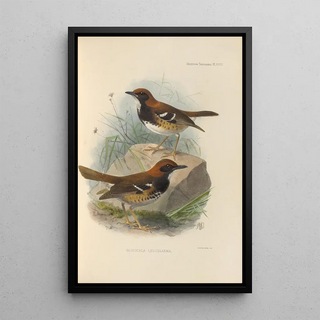 Henry Seebohm - Geocichla Leucolaema.webp