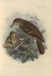 Geocichla Nilgiriensis - Henry Seebohm — artwork view