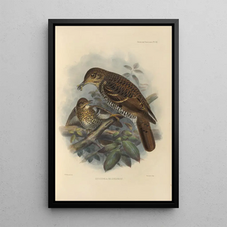 Henry Seebohm - Geocichla Nilgiriensis.webp