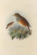 Merula Erythropleura - Henry Seebohm — artwork view