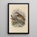 Merula Eunomus Painting - Henry Seebohm — framed artwork on a wall