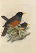 Merula Euryzona - Henry Seebohm — artwork view