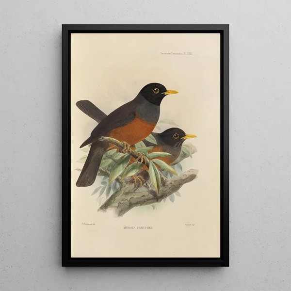 Henry Seebohm - Merula Euryzona.webp