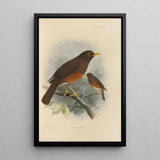 Henry Seebohm - Merula Fumida.webp