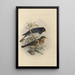Merula Reevei - Henry Seebohm — framed artwork on a wall