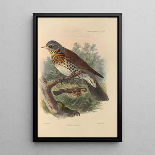 Henry Seebohm - Turdus Pilaris.webp
