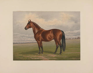 Henry Stull - Harold.webp