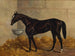 Un cavallo da corsa nero in scuderia - Henry Stull — vista dell’opera
