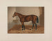 Pferd von Ten Broeck Bay - Henry Stull — Ansicht des Kunstwerks