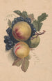 Pfirsiche und Trauben - Henryka Beyer — Ansicht des Kunstwerks