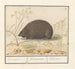 Riccio Erinaceus europaeus Everswijn - Anselmus Botius de Boodt — vista dell’opera