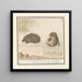 Riccio Erinaceus europaeus e una muscardine Muscardinus avellanarius 1 yser vercken 2 - Anselmus Botius de Boodt — quadro incorniciato alla parete