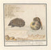 Riccio Erinaceus europaeus e una muscardine Muscardinus avellanarius 1 yser vercken 2 - Anselmus Botius de Boodt — vista dell’opera