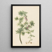 Arum Genista aethiopica - Herman Henstenburgh — framed artwork on a wall