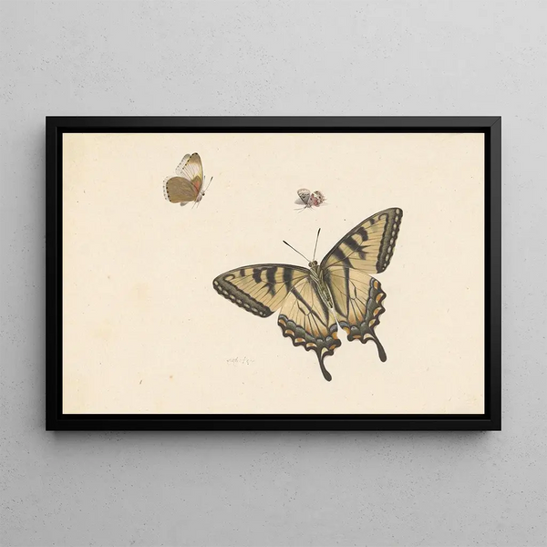 Herman Henstenburgh - Drie vlinders.webp